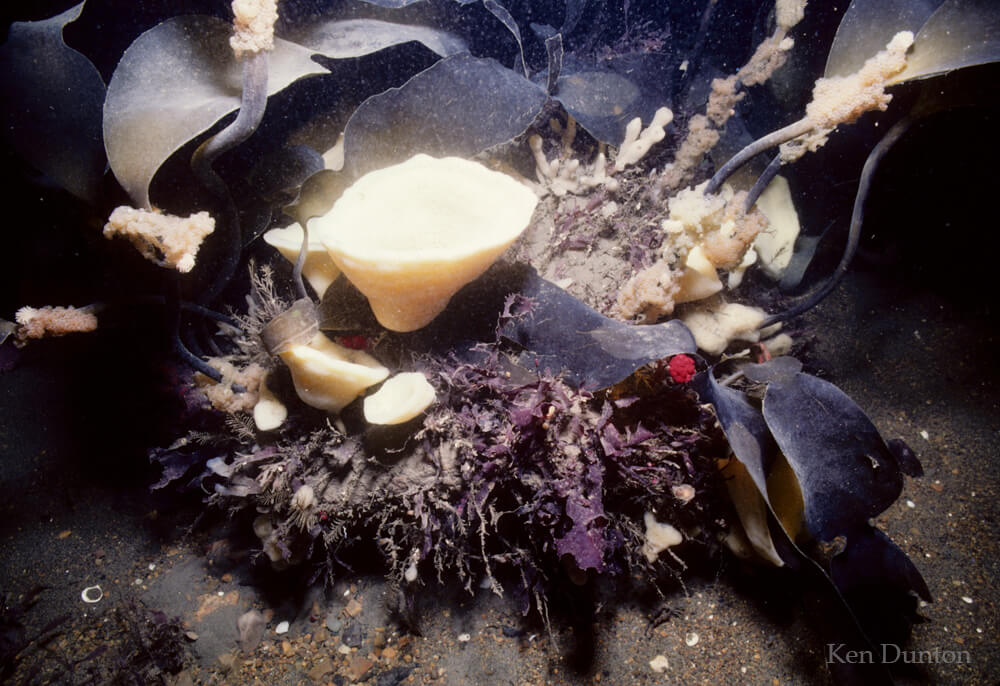 Algae and invertebrates cover a boulder